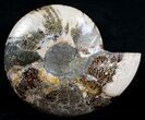 Huge Wide Cleoniceras Ammonite (Half) #6408-2